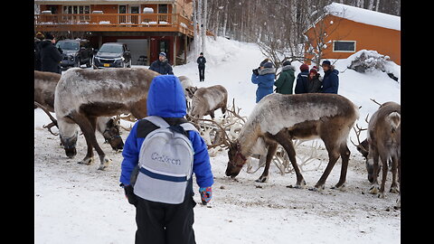 Reindeers in Fairbanks, Alaska