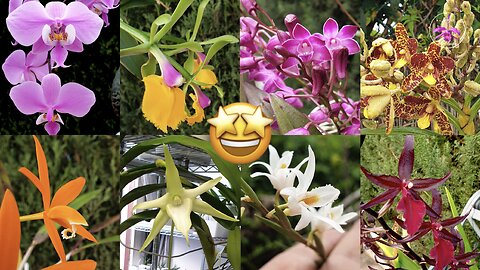 Beautiful Variety of Orchid Blooms to Inspire & Lift Your Spirits 🥰 #ninjaorchids