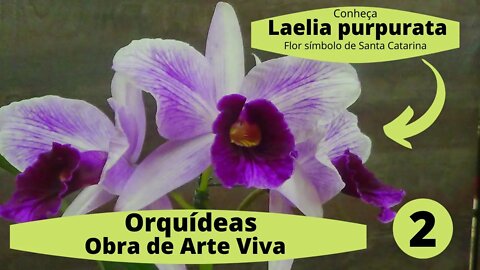 Orquídea Laelia purpurata - Flor símbolo de Sta. Catarina - Orquídeas uma Obra de Arte Viva