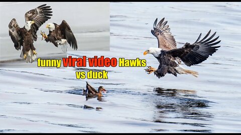 Eagles hunting duck funny viral video Hawks vs duck