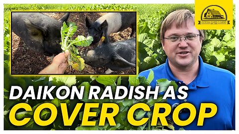 Daikon Radishes Cover Crop Species Profile