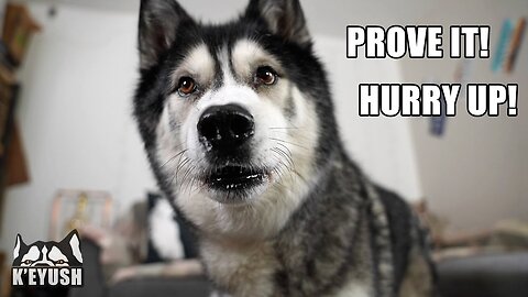 I'm Astounded My Husky Said It! The Ideal Answer To My Questions!