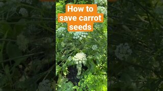 How To Save Carrot Seeds 🥕🥕