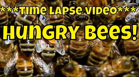 Time Lapse Honey Bees Eating #nature #education #educational #educationalvideo