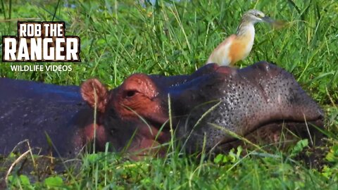 Amboseli Swamp Life | Hippos And Waterbirds | Zebra Plains Safari