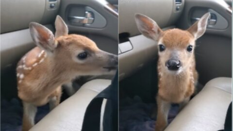 Fawn Bleats After Being Rescued