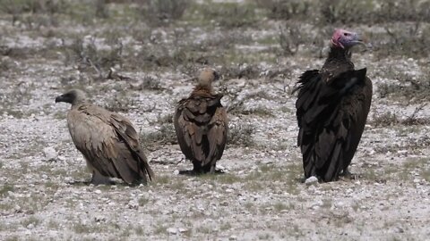 Group of Cape vultures in Kgalagadi Transfrontier Park, Botswana