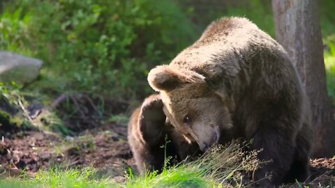 Large adult brown bear relaxing and scratching in the forest
