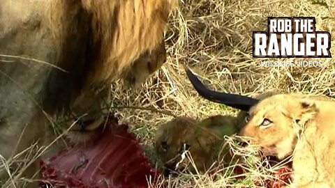 Lion Pride With A Nyala | Archive Footage | Mapogo Lion