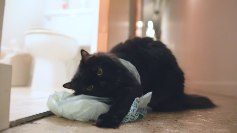 The Danger Of Plastic Bags Around Pets And Children