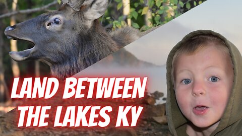 Close encounter with HUGE elk! | Land Between the Lakes KY