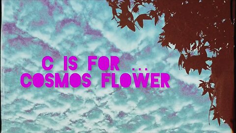 C is for Cosmos Flowers #alphabetsuperset #struthless #cosmos