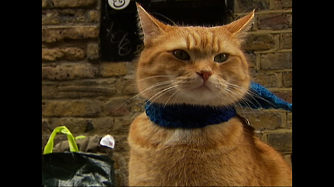 Bob The Busker Cat Heads For Hollywood
