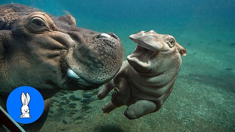 Baby Hippos Swimming - CUTEST Compilation