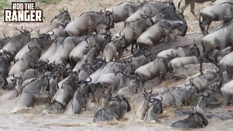 Mara River Crossing - Great Migration | Maasai Mara Safari | Zebra Plains