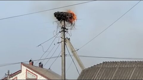 stork’s nest faced destruction by fire ultimately found renewal