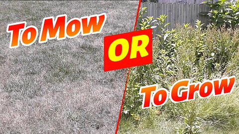 Some Benefits Of Not Mowing Your Lawn. Help Out The Environment. Save Money and Time. Food Foraging.