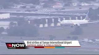 Bird strikes at Tampa International Airport