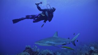 Scuba Diving with Sharks! (part 2)