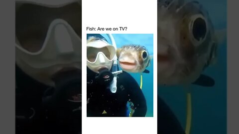Fish are we on TV Funny #shorts