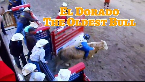 El Dorado, the Oldest Bull at Jackson Hole Rodeo Wyoming