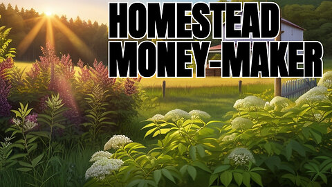 Extra Homestead Income: Selling Elderberry Cuttings