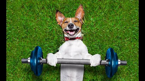 how to increase lifespan of your pets | #dogexercise #pets #exercise #dogs