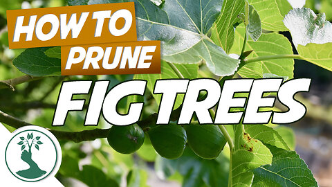 How To Prune Fig Trees | Tips For Pruning Trees