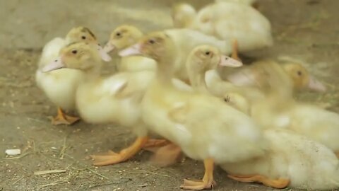 group of small fluffy goslings