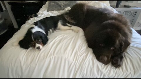 Newfie And Cavalier Nearly Take Up The Entire Bed