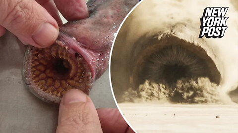 Beach-goers horrified after finding real life 'Dune worm' vampire creature on beach