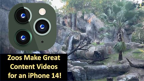 Zoos Make Great Video Content for an iPhone 14