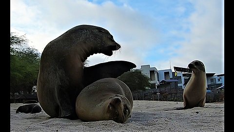 Baby sea lion tries to interrupt parents' cuddling to get milk