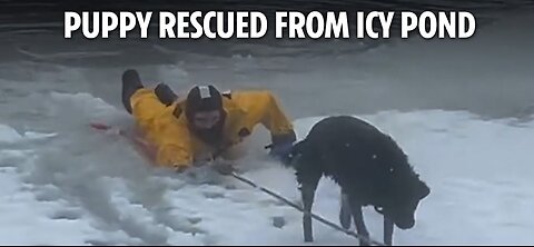 Heroic moment firefighter rescues puppy from frozen pond