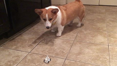 Funny corgi completely bewildered by toy car