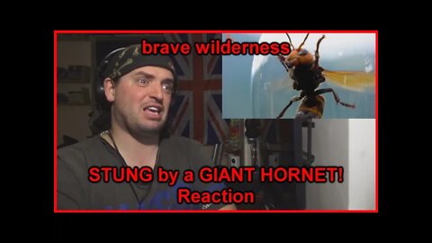 Reaction: STUNG by a GIANT HORNET!