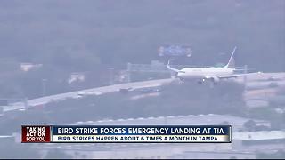 IN DEPTH: 6 bird strikes occur a month at Tampa International Airport