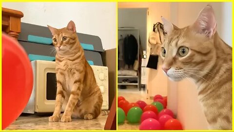 Watch This Cat Reaction To A Bunch Of Party Balloons 😺🙄🎈❓
