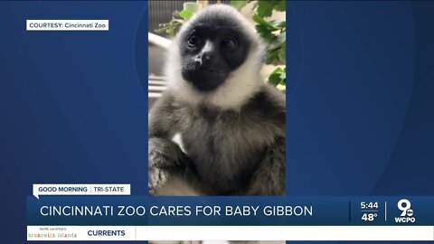 Meet Cincinnati's newest zoo baby