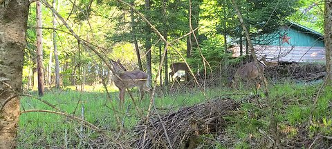 Lots of deer in the bush