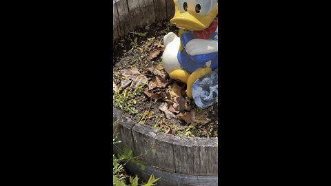 Donald Duck Yard Art