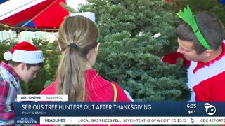 Serious Christmas tree hunters out after Thanksgiving