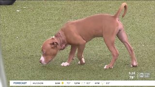 Humane Society of Tampa Bay offers reward for information on puppy found with chain embedded in neck