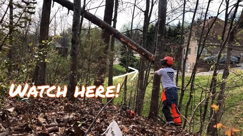 Watch out for this mistake when cutting fallen trees. bdp garage episode 26
