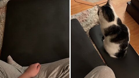 Kitten Has A Unique Yoga Mat Just Like Her Bestie