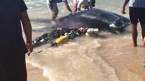 Beachgoers Help Giant Manta Ray Get Back In The Water