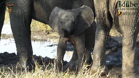 Elephants Disturb Sleeping Hippo!