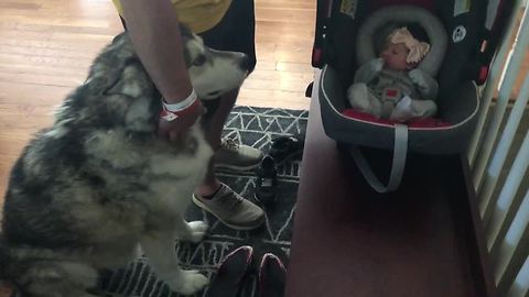 Alaskan Malamute Is So Excited To Meet His Little Sister, He Howls In Pure Joy