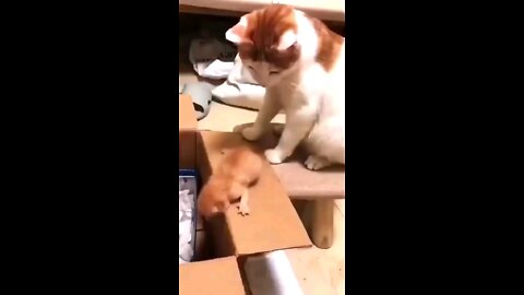 The cat throws her son into a box