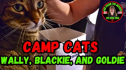July 25th, 2023 | The Lads Vlog-005 | Camp Cats Wally, Blackie, And Goldie